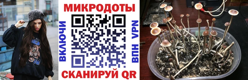 Галлюциногенные грибы Psilocybe  нарко площадка клад  Палласовка 